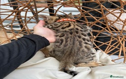 Bengal cats for sale: GORGEOUS PURE BENGAL KITTENS READY TO GO ❤️ - Image 5