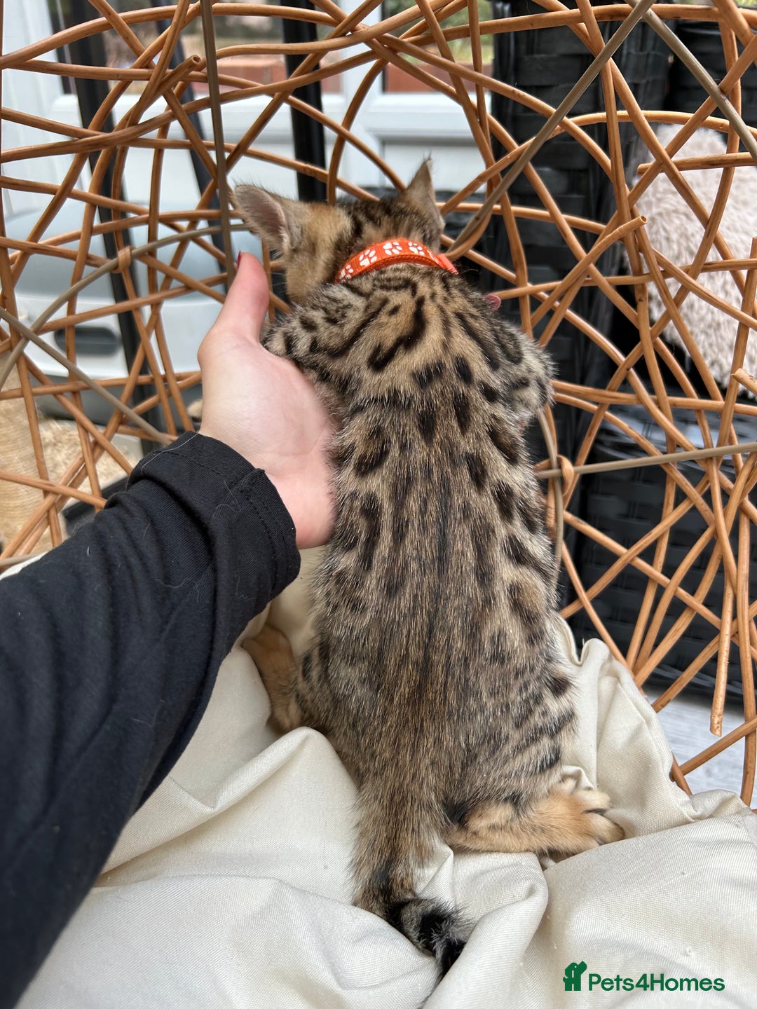 Bengal cats for sale: GORGEOUS PURE BENGAL KITTENS READY TO GO ❤️ - Image 5