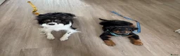 Rottweiler dogs for sale: Fluffy Rottweiler  - Advert 5