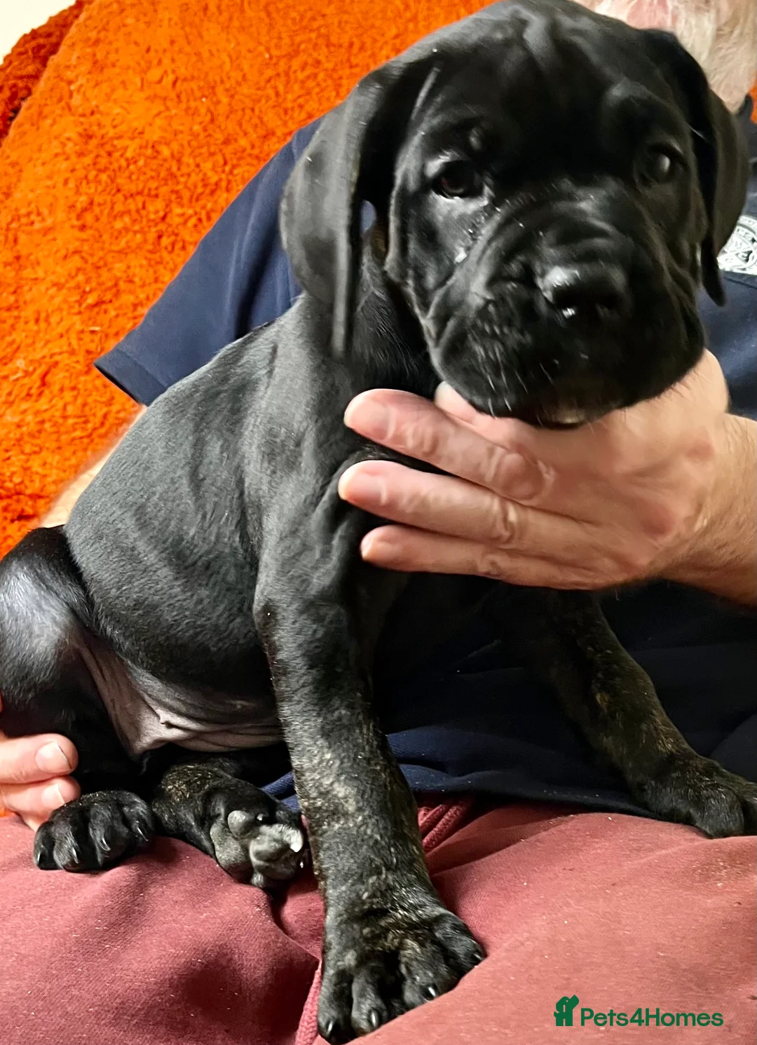 Cane Corso dogs for sale: Cane Corso Puppies  - Advert 4
