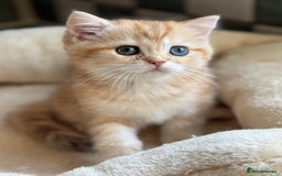 British Shorthair cats for sale: GCCF reg BSH Chocolate and Black Golden Kittens in London - Image 37