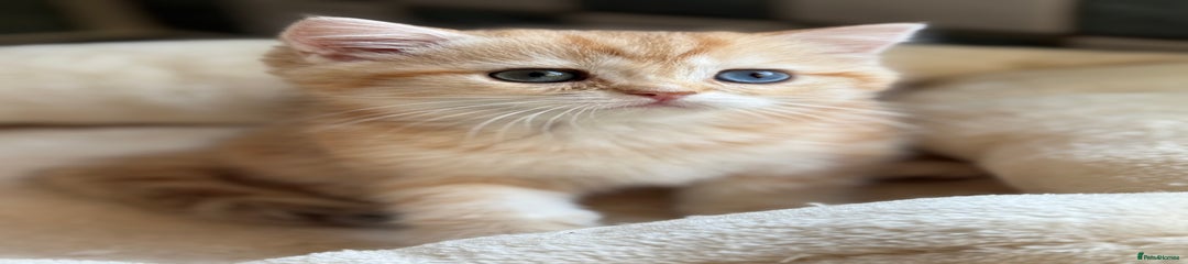 British Shorthair Kitten 4