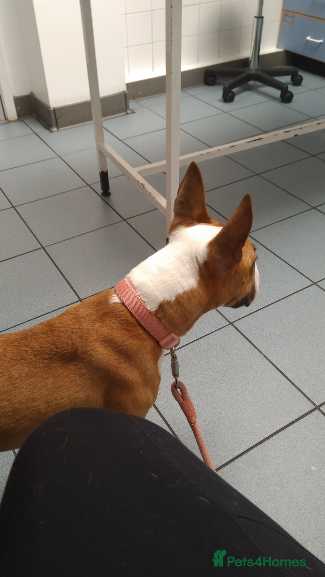 English Bull Terrier dogs for sale: English Bull Terrier Puppy  - Image 5