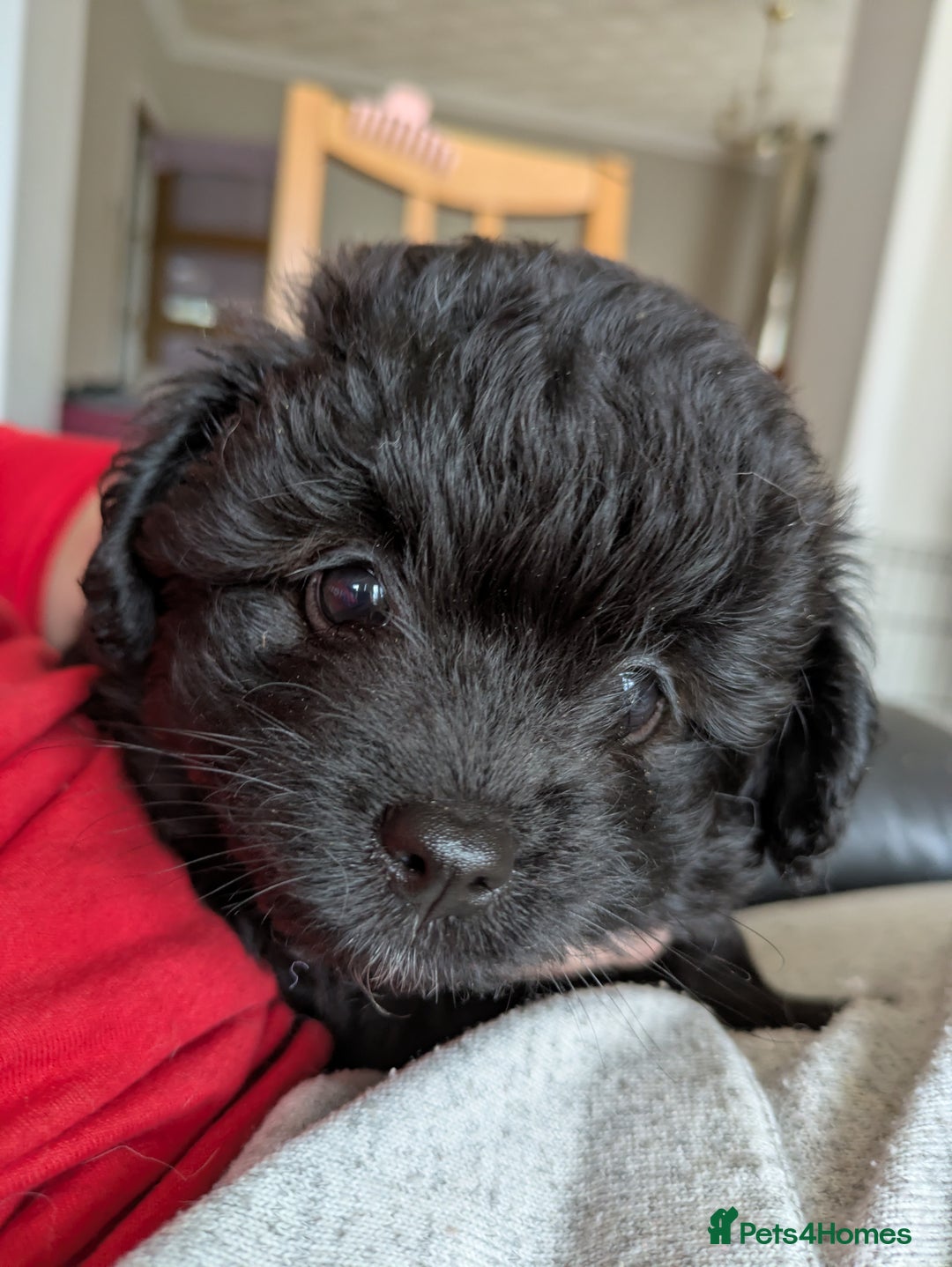 Pomapoo dogs for sale: Gorgeous Pomapoo puppies, 1st vaccination  - Advert 12