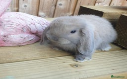 Mini Lop rabbits for sale: Super friendly minilops - Image 6