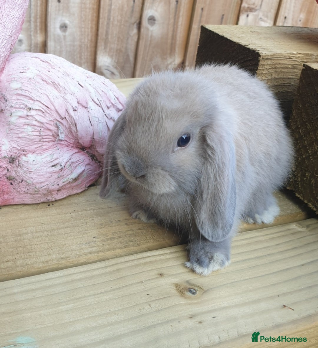 Mini Lop rabbits for sale: Super friendly minilops - Image 6