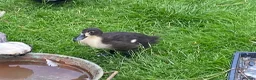 Ducks poultry for sale: Trio of Indian runner ducks - Advert 1