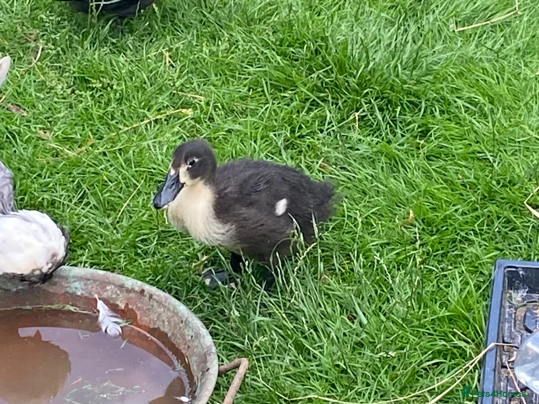 Ducks poultry for sale: Trio of Indian runner ducks - Advert 1