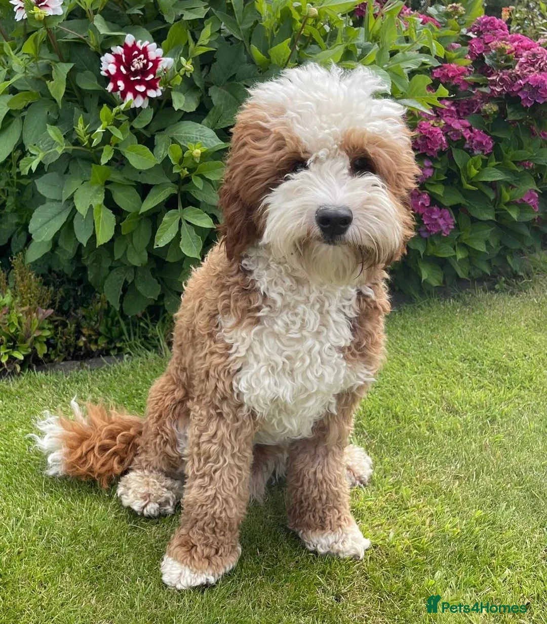 Australian Labradoodle dogs for sale: Australian Labradoodle Puppies - Advert 3