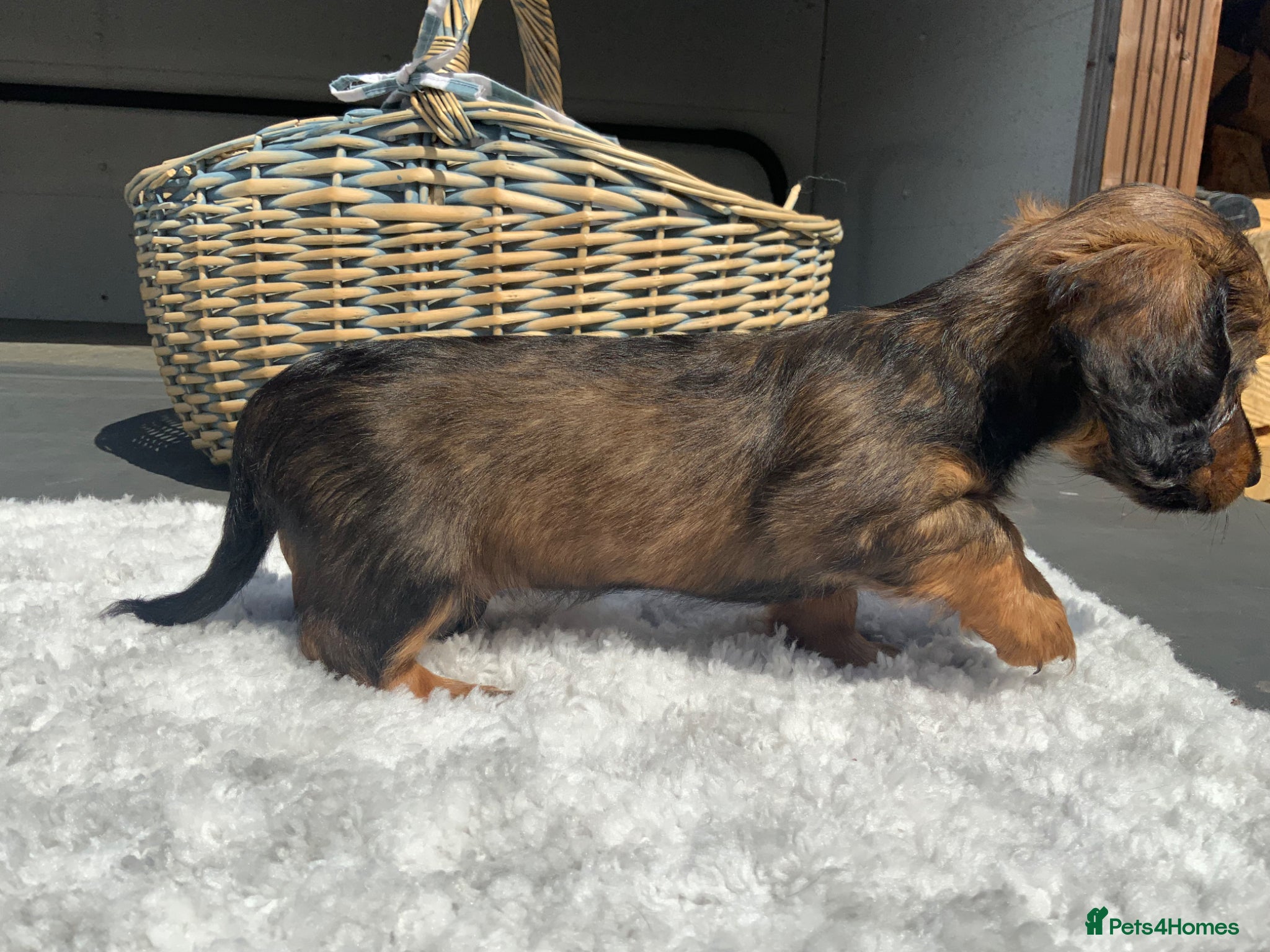 Miniature Dachshund dogs for sale: Miniature Dachshund Puppies 🐶  - Advert 6