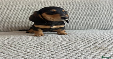 Miniature Dachshund dogs - Advert 7
