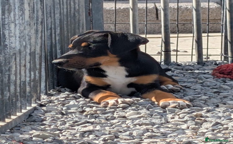 Mixed Breed dogs - Advert 1