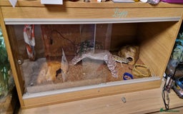 Gecko reptiles for sale: Female leopard gecko - Advert 6