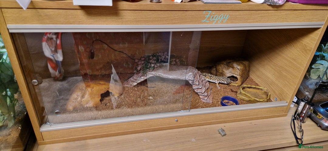 Gecko reptiles for sale: Female leopard gecko - Advert 6