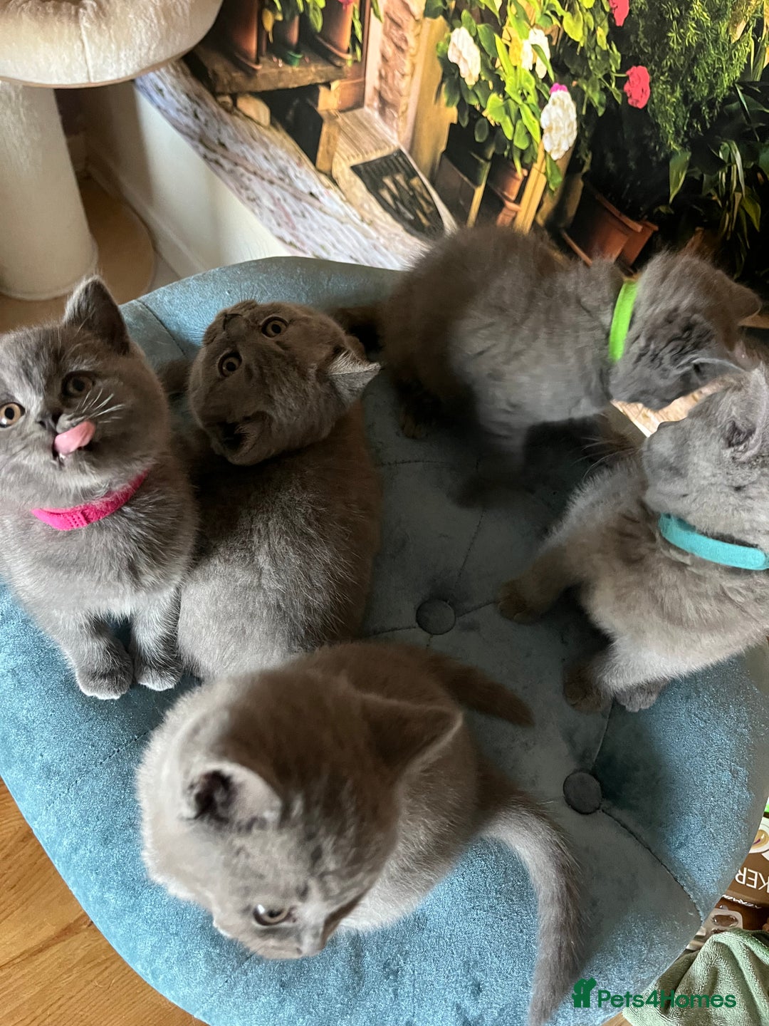 British Shorthair cats for sale: Beautiful British shorthair kittens 🐱 🥰 - Advert 16