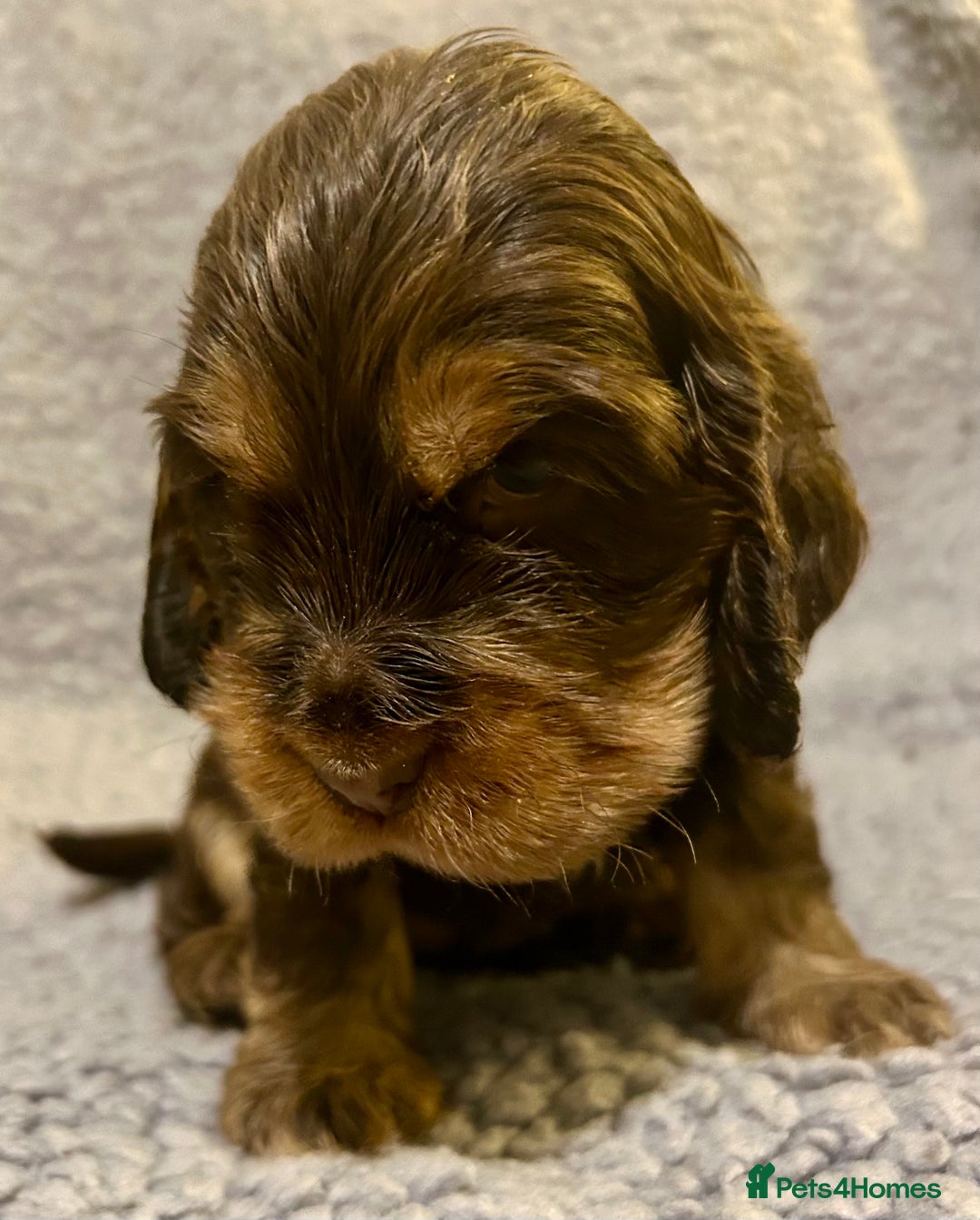 Cocker Spaniel dogs for sale: Beautiful KC English Show Cocker pups. - Advert 4