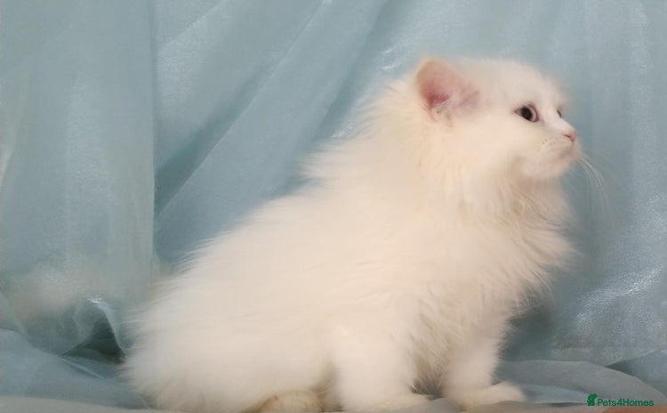 Siberian cats - Advert 1