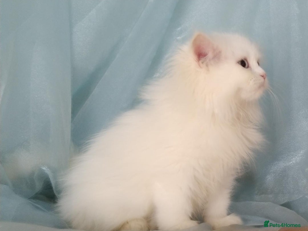 Siberian cats for sale: Pure Siberian Male Kitten For Sale Potential Death - Image 1