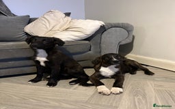 Mixed Breed dogs for sale: Staff cross puppies  - Image 8