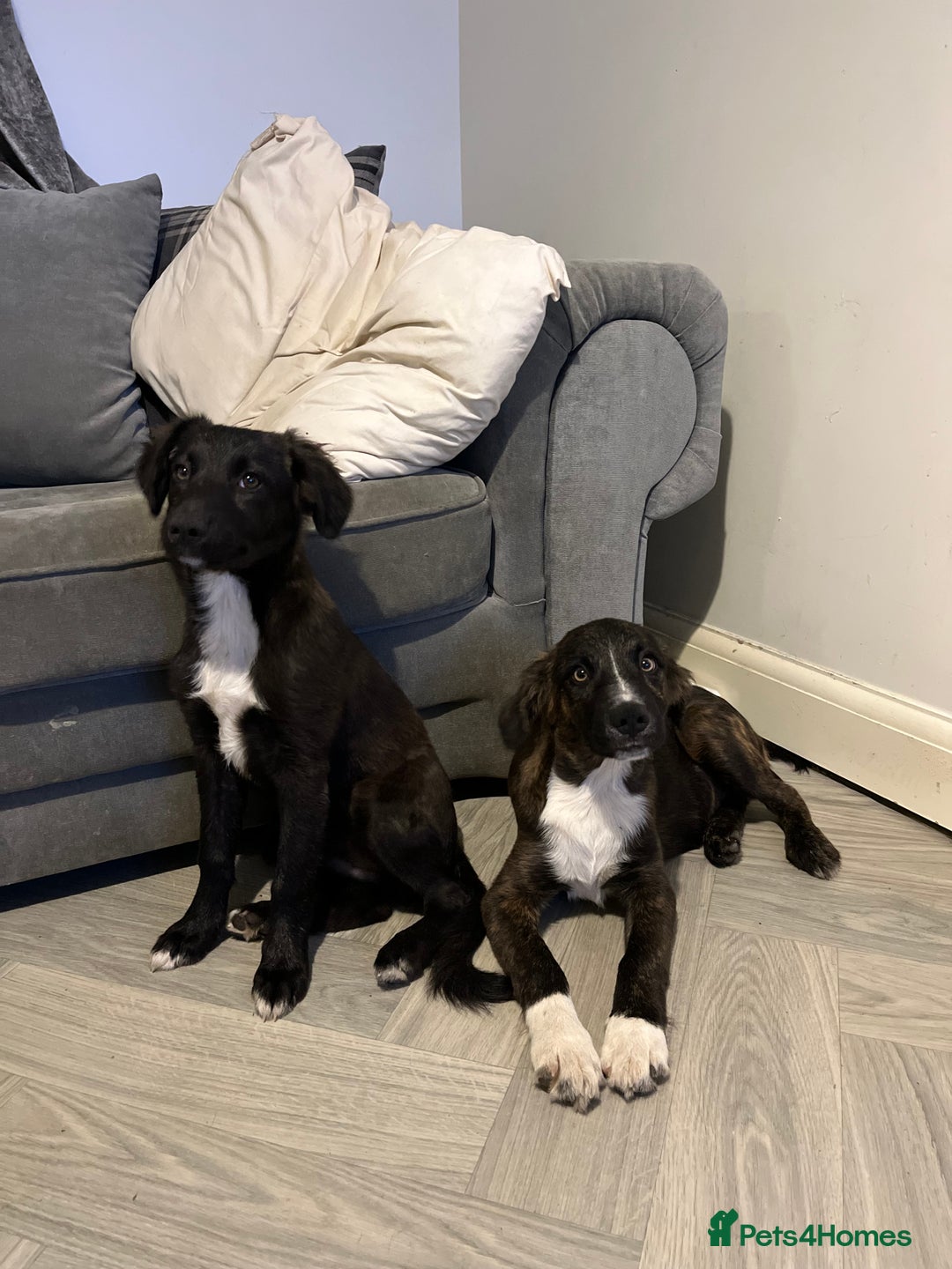 Mixed Breed dogs for sale: Staff cross puppies  - Image 8