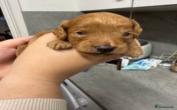 Cockapoo dogs for sale: Cockapoo Puppies For Sale  - Image 4