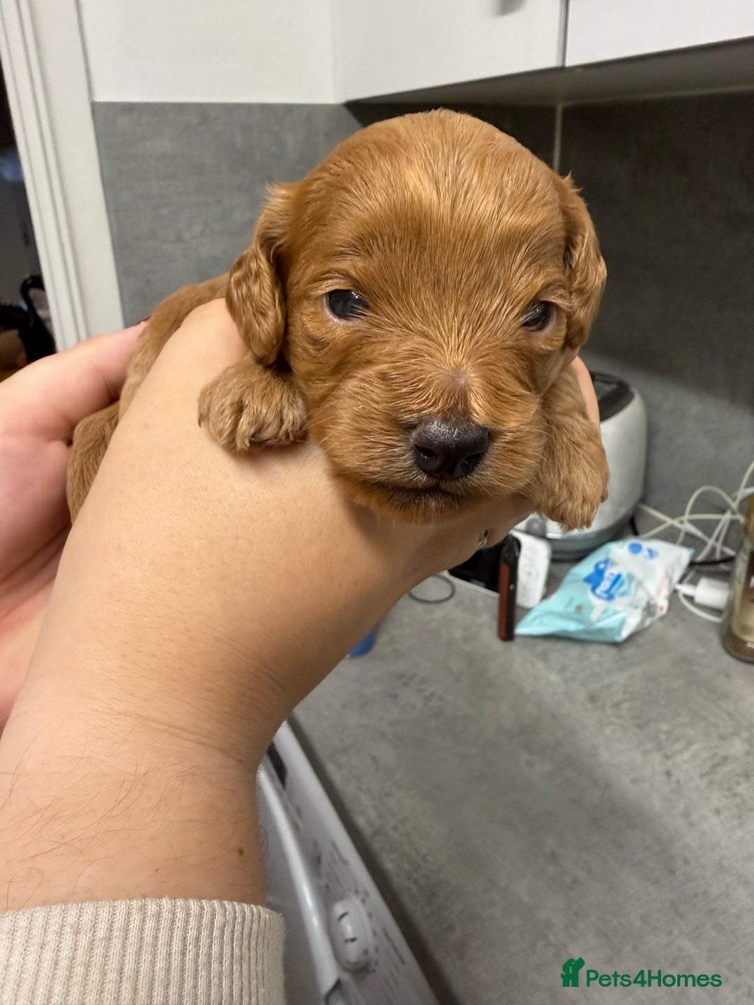 Cockapoo dogs for sale: Cockapoo Puppies For Sale  - Image 4