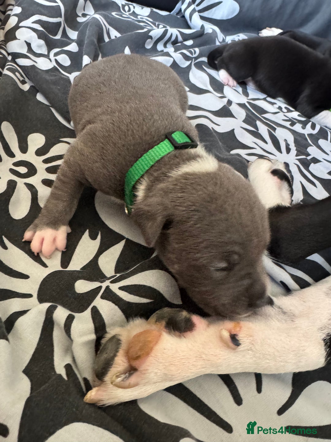 Staffordshire Bull Terrier dogs for sale: 9 chunky stuffy puppies - Image 17
