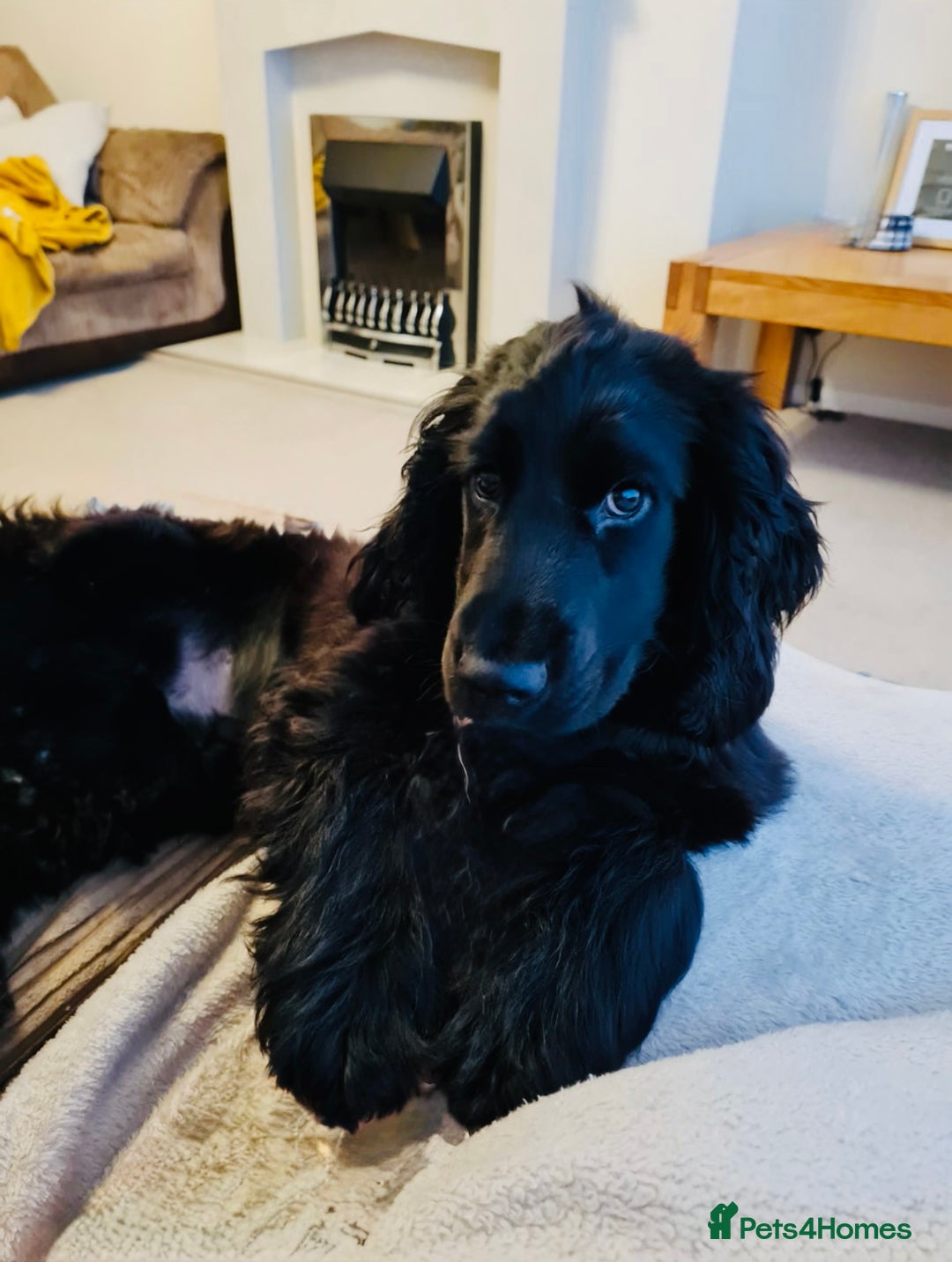 Cocker Spaniel dogs for sale: Cocker Spaniel (One year old) - Image 5