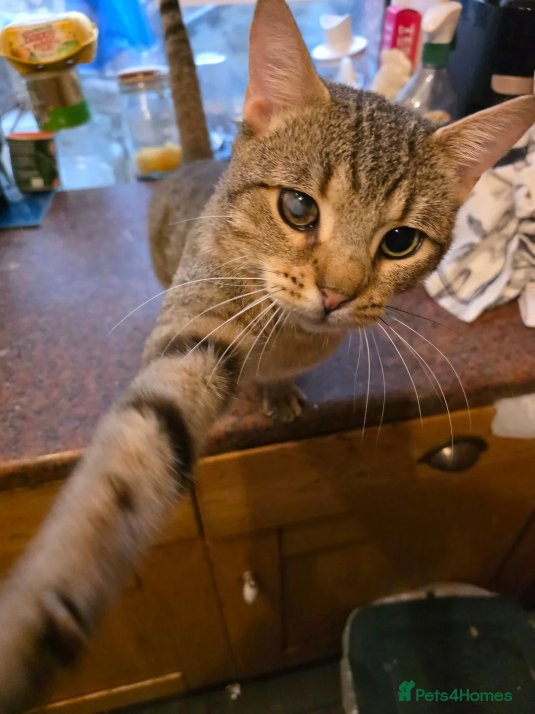 Mixed Breed cats for sale: Adult bengal cross cats - Advert 5