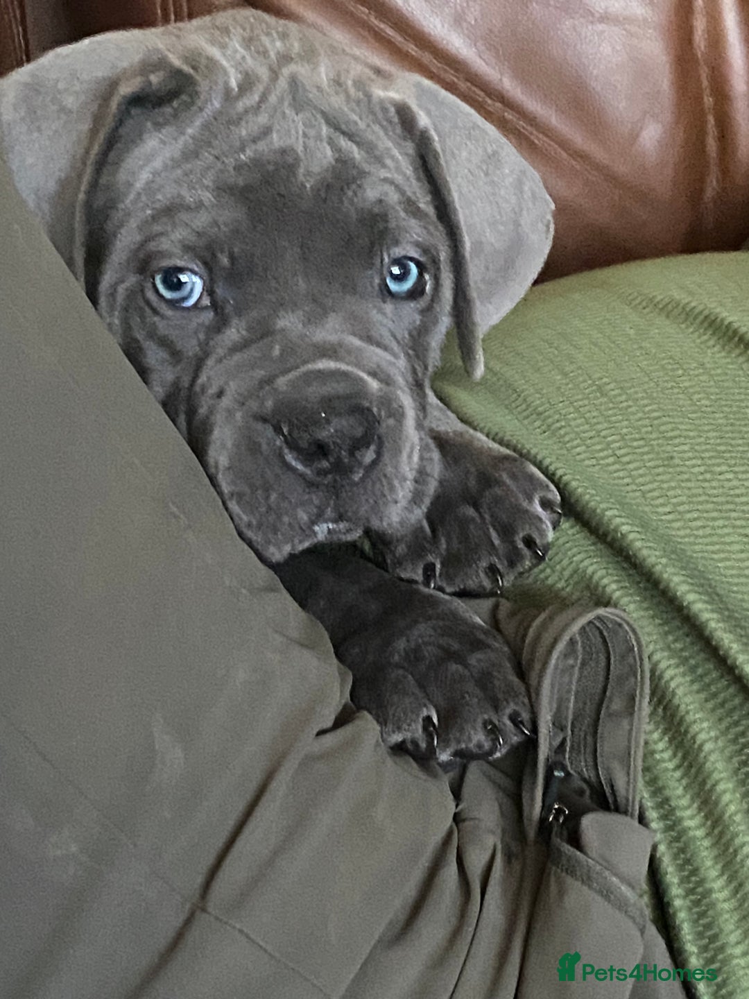 Cane Corso dogs for sale: cane corso puppies  - Image 18
