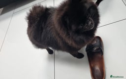 Pomeranian dogs for sale: 2 pomeranian bitches for sale - Image 13