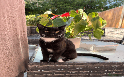 Domestic Shorthair cats for sale: A loving home for this little cat - Image 4