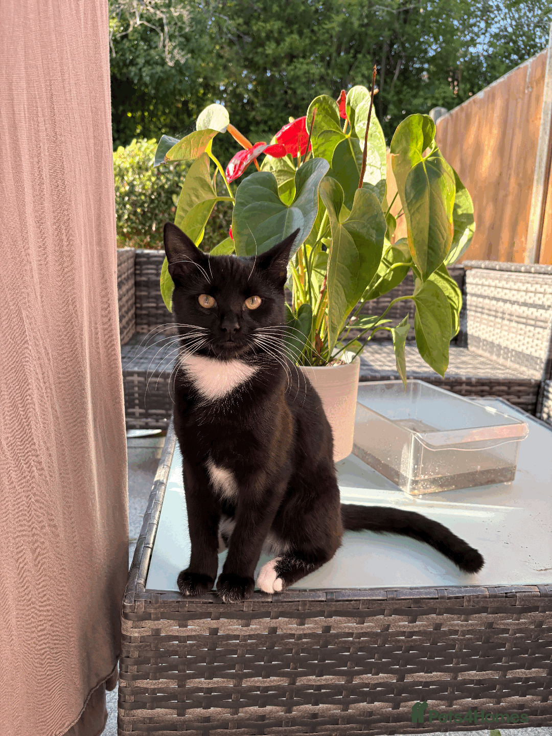Domestic Shorthair cats for sale: A loving home for this little cat - Image 4