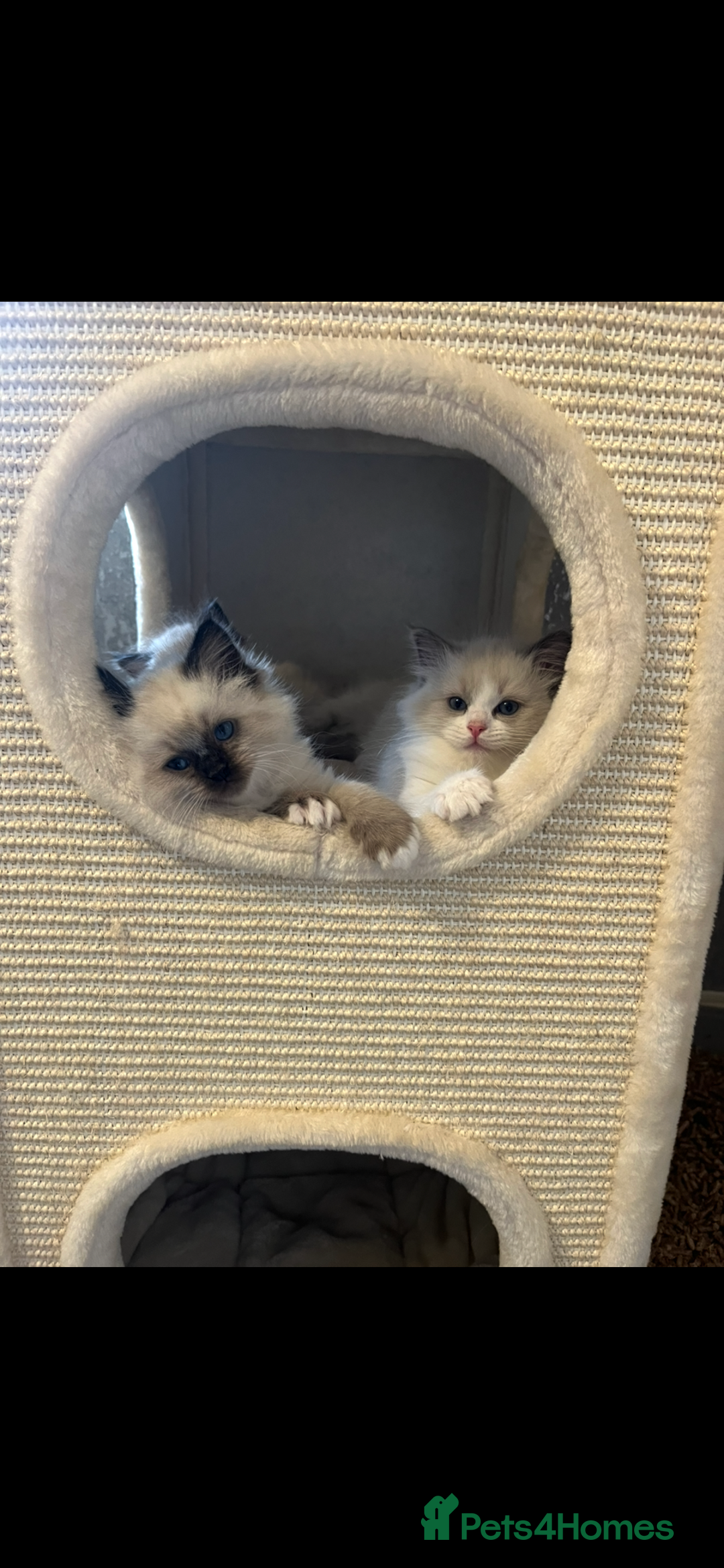 Ragdoll cats for sale: GCCF REGISTERED DNA TESTED PARENTS AND CLEAR  - Image 21