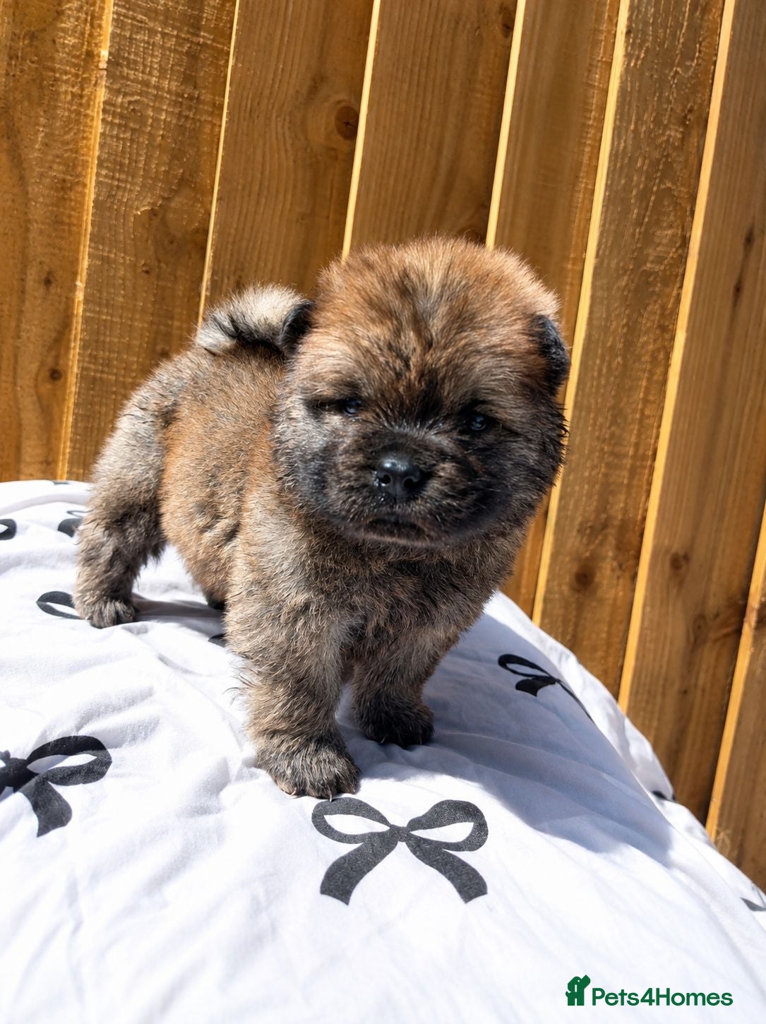 Chow Chow dogs 🐻❤️ 6 GORGEOUS KC REGISTERED CHOW CHOW PUPPIES 🐾 - Advert 8