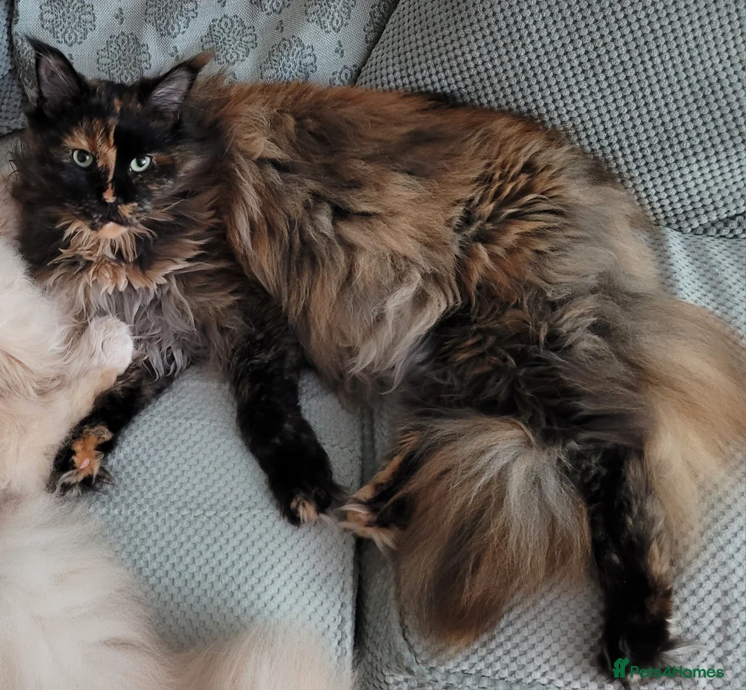 Maine Coon cats for sale: Gorgeous male and female maine coons - Advert 4
