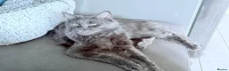 Maine Coon cats for sale: Mainecoon Stunning - Advert 4