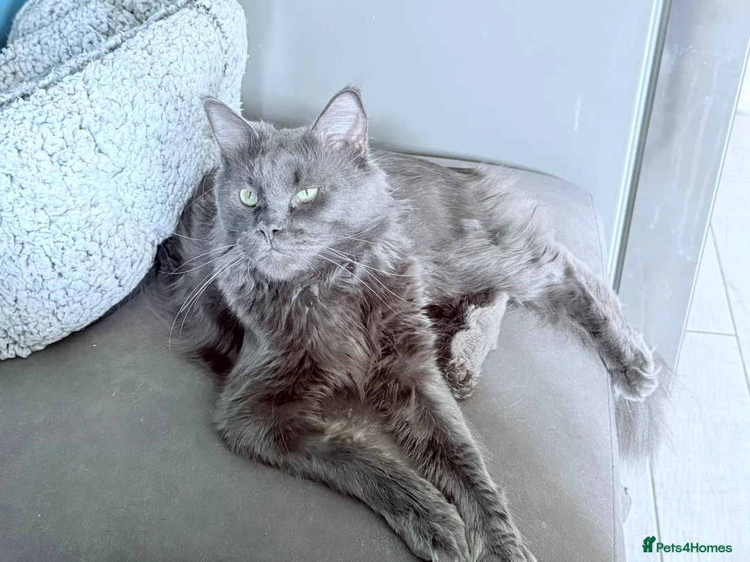 Maine Coon cats for sale: Mainecoon Stunning - Advert 4