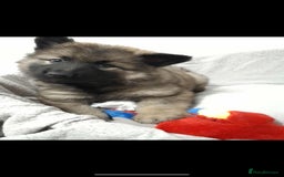 German Shepherd dogs for sale: BEAUTIFUL SABLE GERMAN SHEPHERD PUPS - Image 38