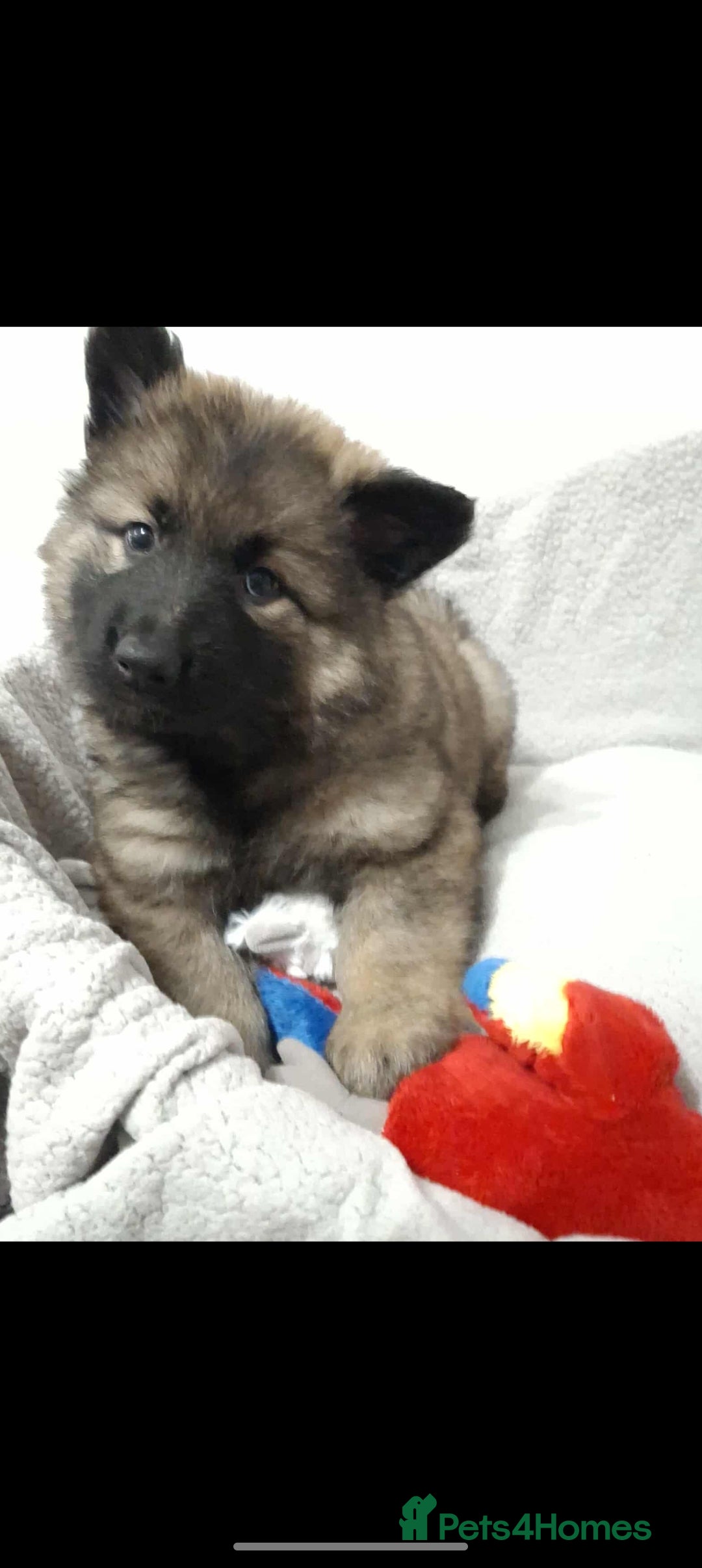 German Shepherd dogs for sale: BEAUTIFUL SABLE GERMAN SHEPHERD PUPS - Image 38