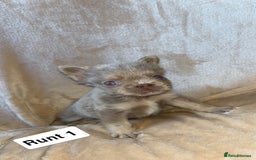 French Bulldog dogs for sale: Pure visual fluffy Frenchie’s  - Image 2