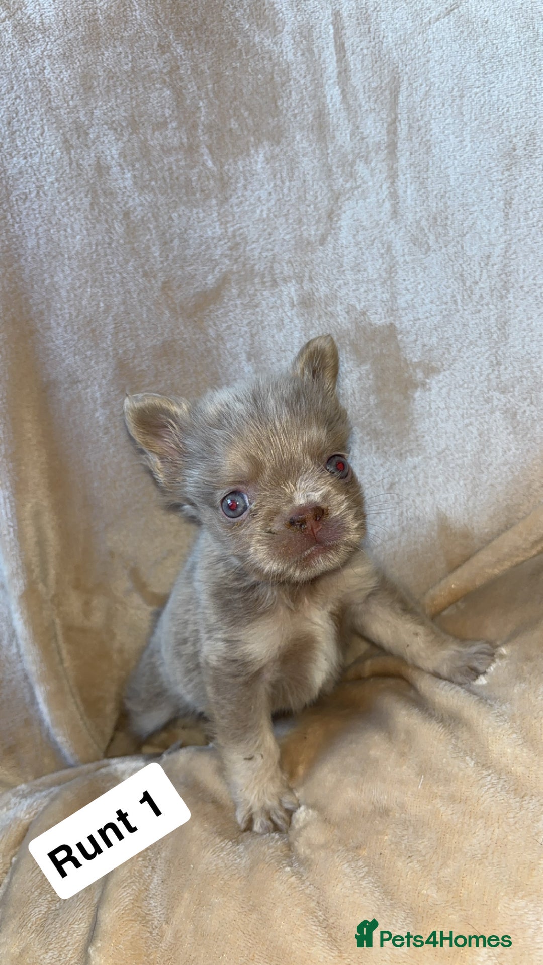 French Bulldog dogs for sale: Pure visual fluffy Frenchie’s  - Image 2