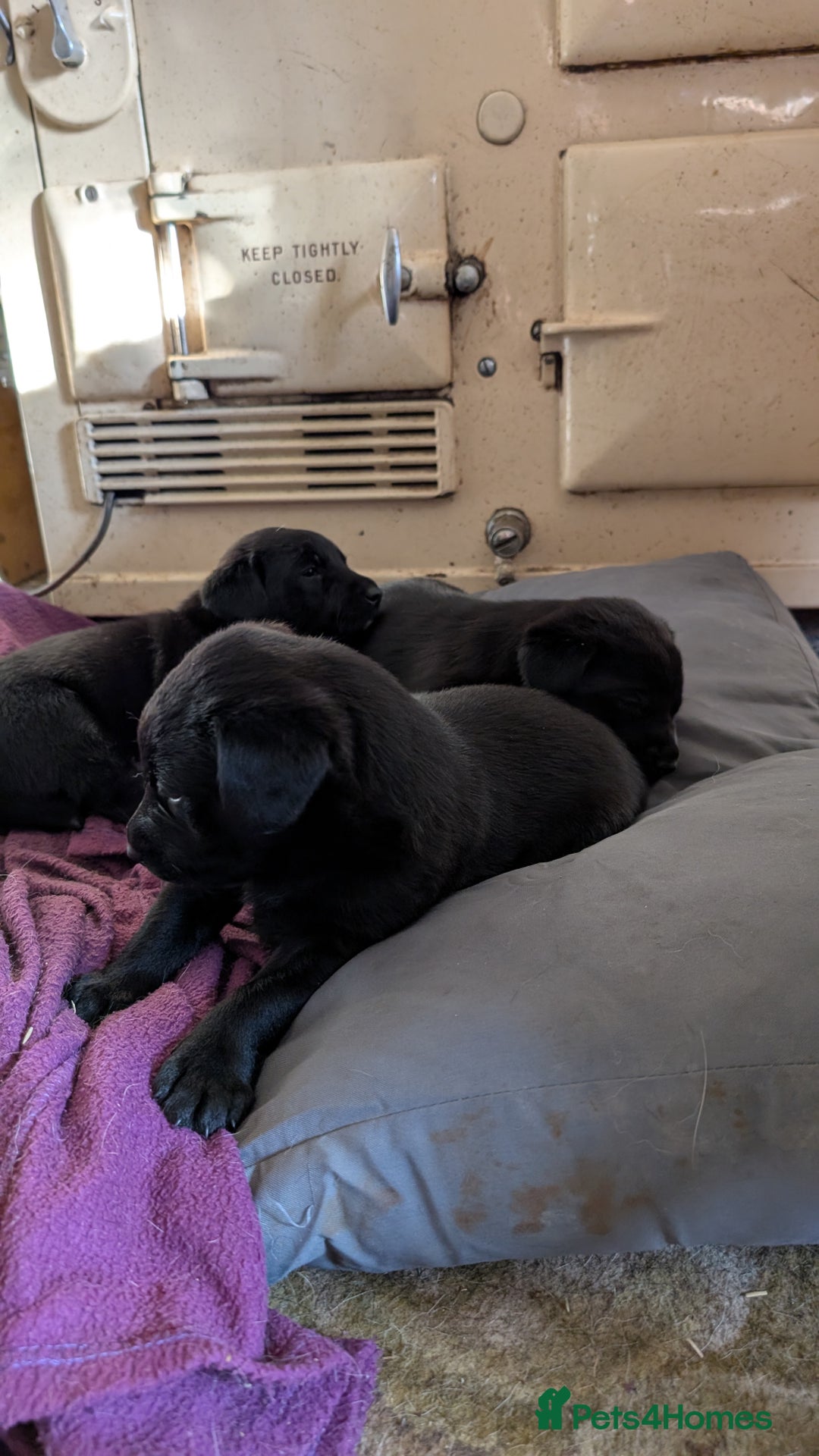 Mixed Breed dogs for sale: Lab x pups - Image 4