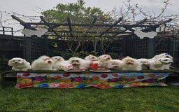 Coton De Tulear dogs for sale: 2 Stunning coton de Tulear girls - Image 5