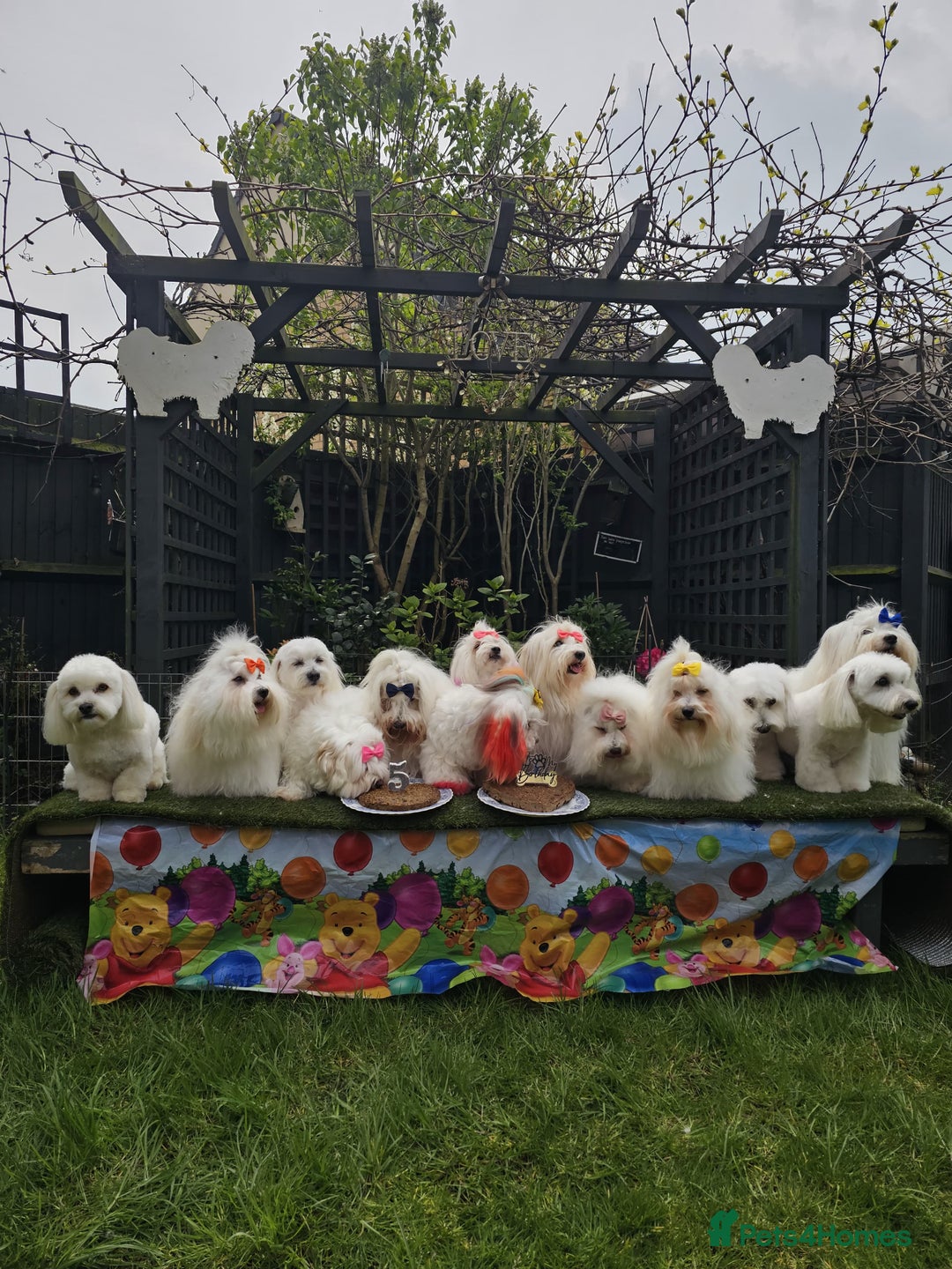 Coton De Tulear dogs for sale: 2 Stunning coton de Tulear girls - Image 5