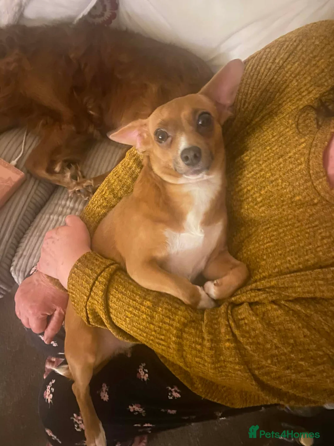 Jack Chi dogs for sale: Skye  - Advert 5