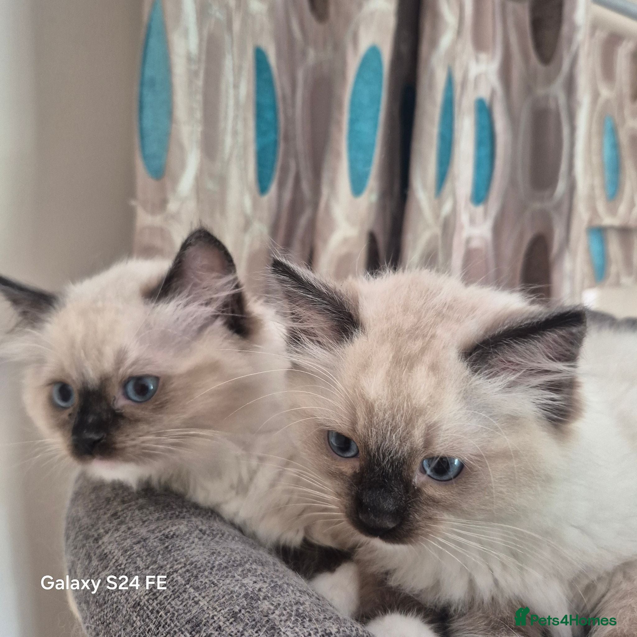 Ragdoll cats GCCF Reg. Ragdoll kittens, Champion lines - Advert 2