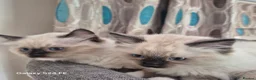 Ragdoll cats for sale: GCCF Reg. Ragdoll kittens, Champion lines - Advert 2