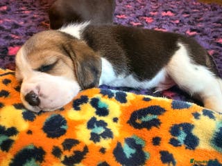 Beagle dogs KC Registered Beagle Puppies - Advert 3