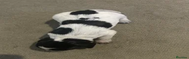 Bitch puppy two